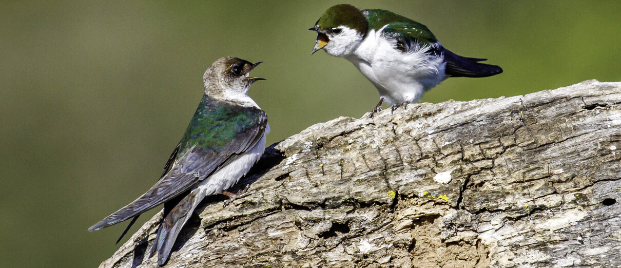 Violet-green Swallow female feeding young