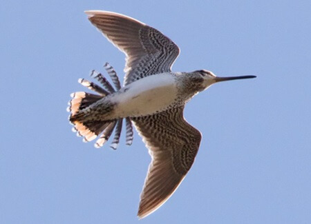 Wilson's Snipe display, Lars Petersson, www.larsfoto.se