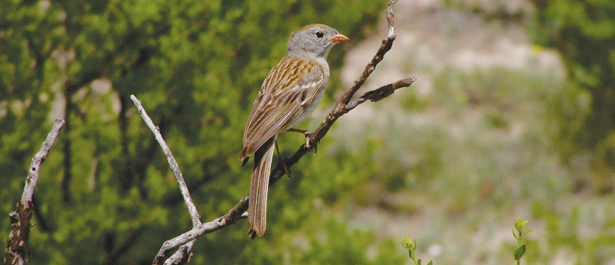 Worthen's Sparrow by Ricardo Canales