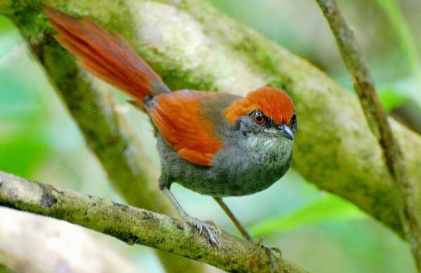 Pinto's Spinetail, Stephen J. Jones