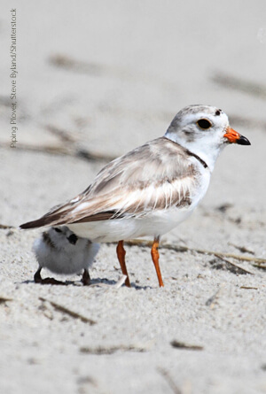 Piping Plover, Steve Byland/Shutterstock