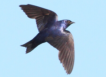 Purple Martin, Greg Homel, Natural Elements Productions