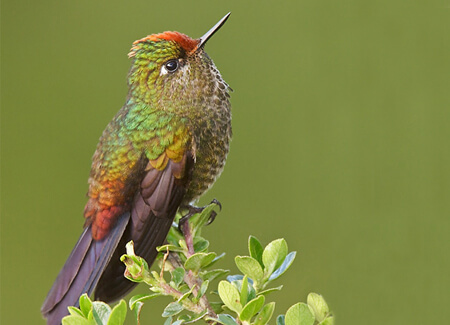 Rainbow-bearded Thornbill Female, Glenn Bartley