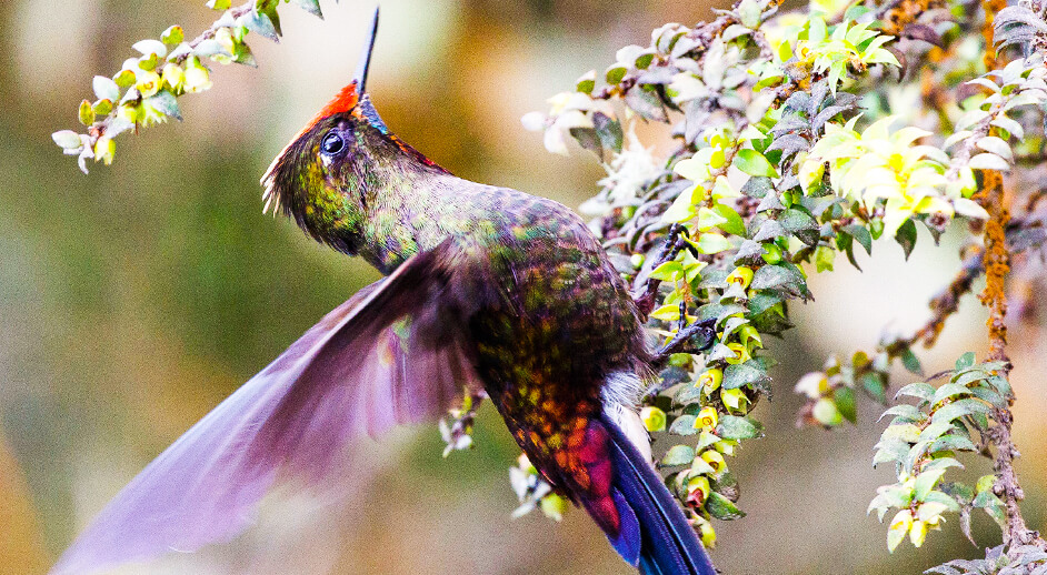 Rainbow-beared Thornbill, Maggie Forester