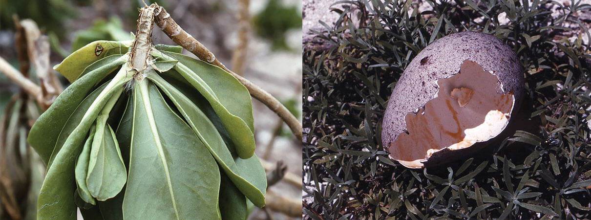 Seabird eggs and native plants such as the naupaka shown above were easy pickings for introduced rats on Midway Atoll, which have since been removed. Photos by Breck Taylor.