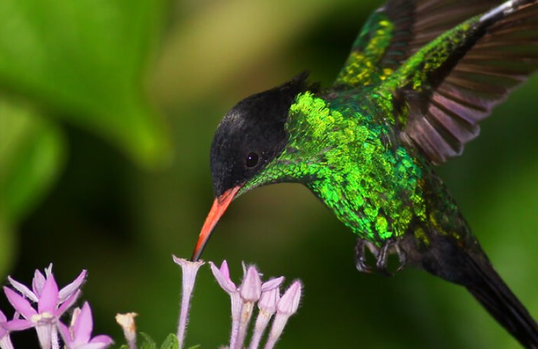 Red-billed Streamertail by Alfred Yan