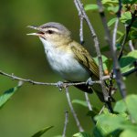 Red-eyed Vireo singing by FotoRequest, Shutterstock