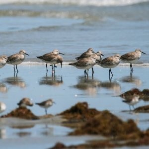 Red Knots, Alberto Campos/AQUASIS. coastal bird solutions