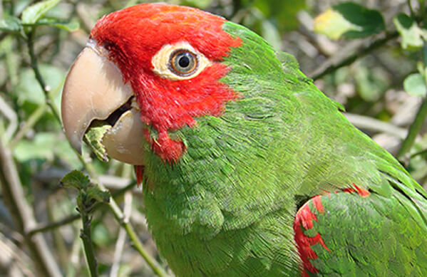 Red-masked Parakeet, Francisco Sornoza