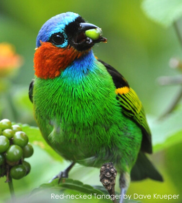 Red-necked Tanager, Serra Bonita