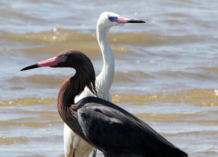 Reddish Egret, Larry Thompson