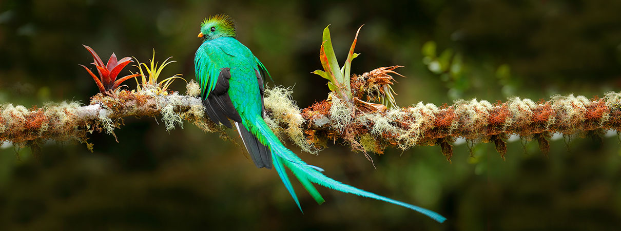 Resplendent Quetzal