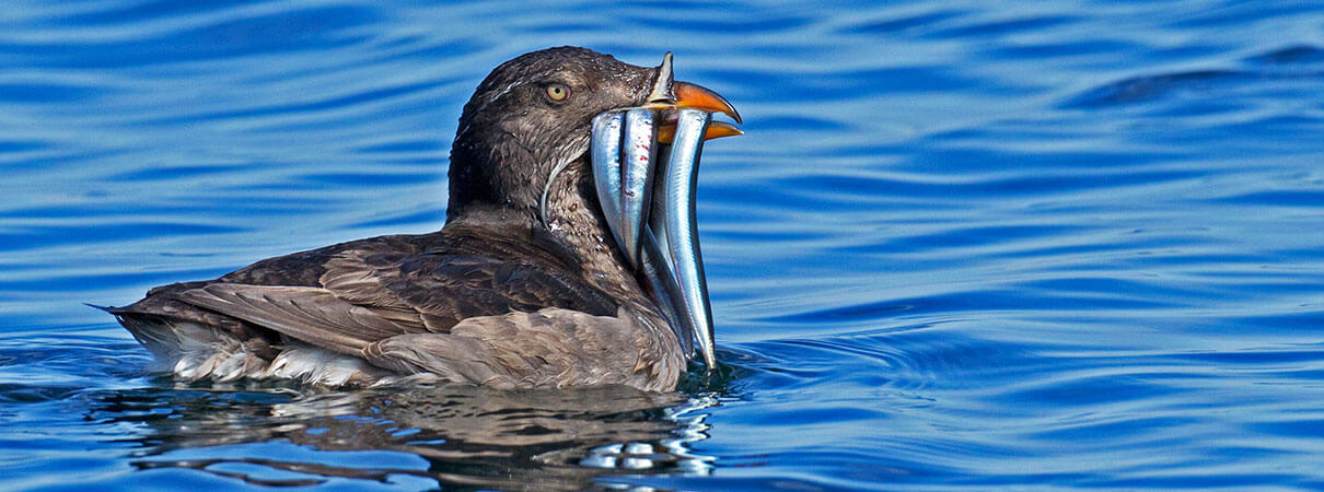 hinoceros Auklet. Photo by Robert L. Kothlenbeutel/Shutterstock