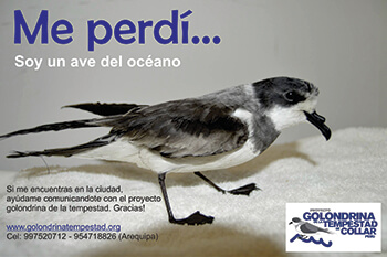 "I am lost...I am a seabird." The poster urges people who find downed seabirds to contact the Ringed Storm-Petrel Project. 