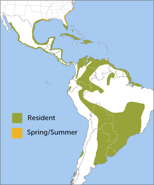 Roseate Spoonbill range map by ABC.