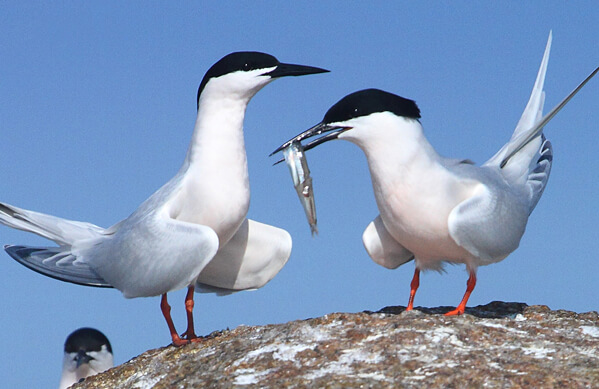 Roseate Terns, duangnapa, b, Shutterstock