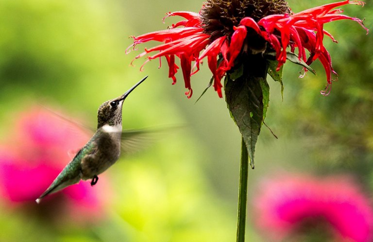 Ruby-throated Hummingbird