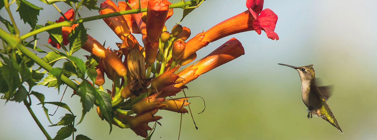 Trumpet Vines make wonderful hummingbird plants. Photo by Bildagentur Zoonar/Shutterstock