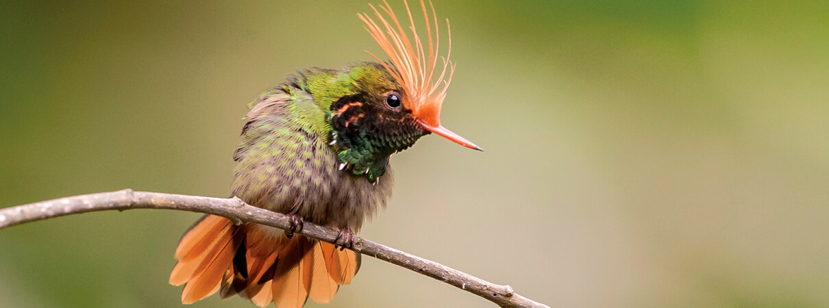 Rufous-crested Coquette by Paul Jones (hummingbirds)