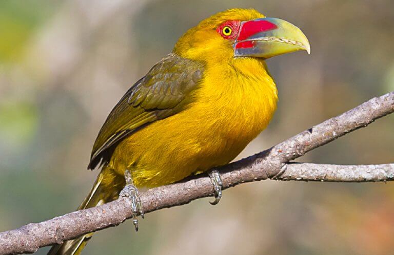 Saffron Toucanet, Bertrando Campos