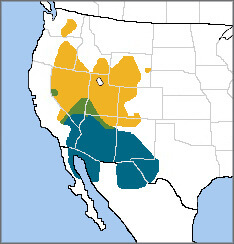 Sagebrush Sparrow map, Cornell Lab of Ornithology