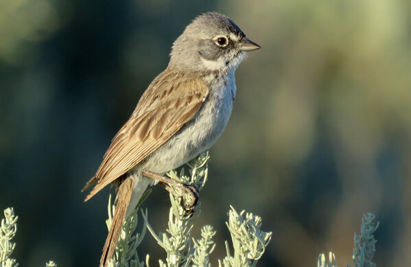 Sagebrush Sparrow, Ben Bright