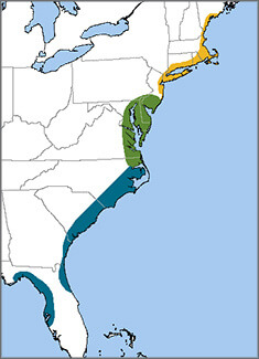 Saltmarsh Sparrow map, NatureServe