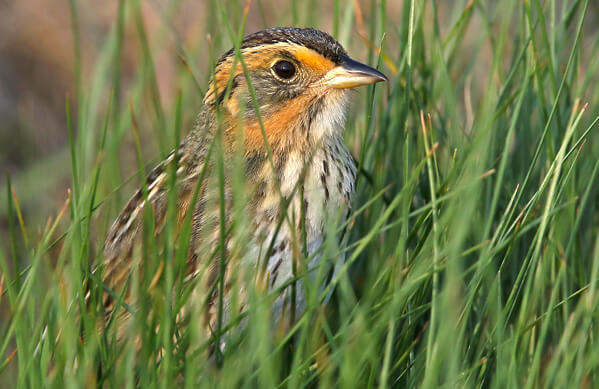 Saltmarsh Sparrow, Betty Rizzotti