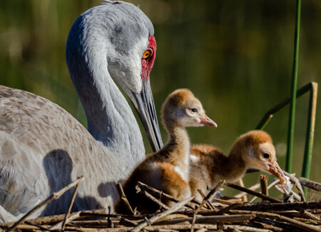 Sandhill Crane and chicks, Jo Crebbin