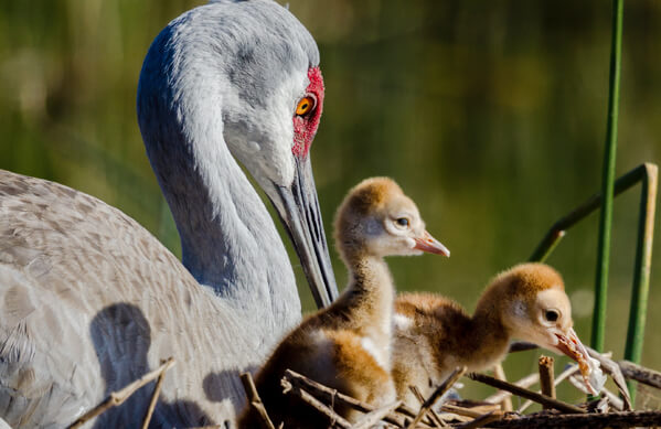 Sandhill Crane and chick, Joe Crebbin