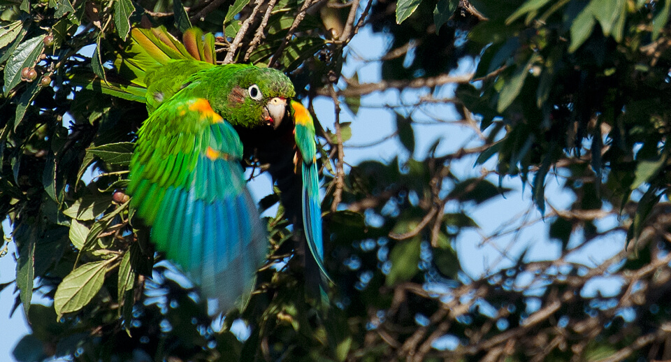 Santa Marta Parakeet, Murray Cooper