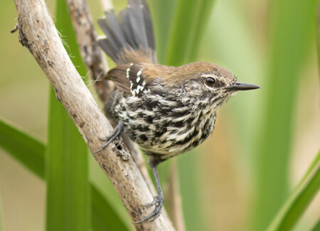 Sao Paolo Marsh Antwren female, Elvis Japão