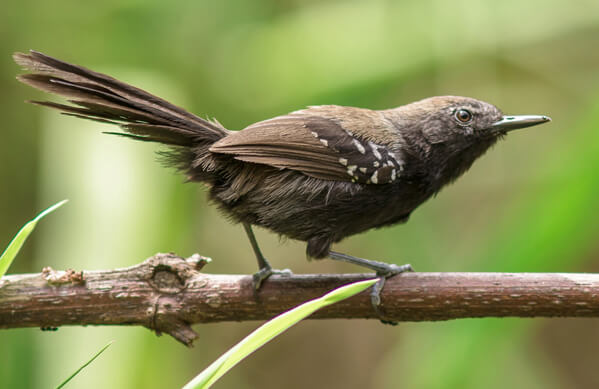 Sao Paolo Marsh Antwren, Elvis Japão