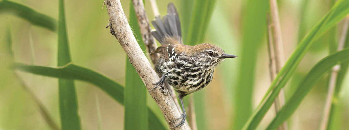 São Paulo Antwren. Photo by Elvis Japão