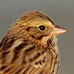 Savannah Sparrow