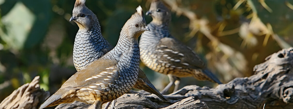 Rancher Alejandro Carrillo has noticed dozens of Scale Quail on his property following his efforts to use rotational grazing. Photo by Ashok Khosla