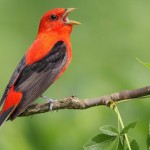 Scarlet Tanager male, Dan Behm