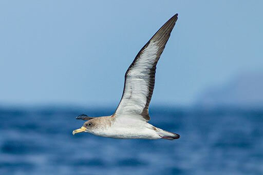 Scopoli's Shearwater migrating. 