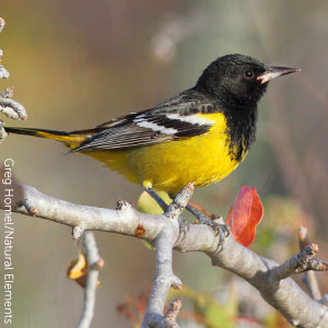 Scott's Oriole