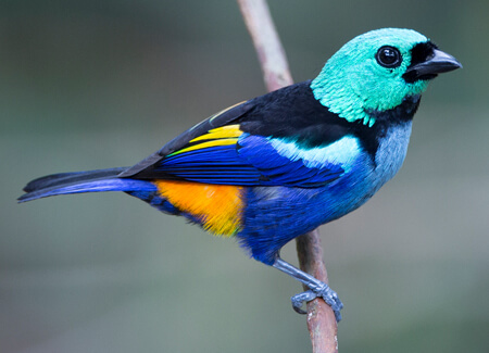 Seven-colored Tanager, Ciro Albano