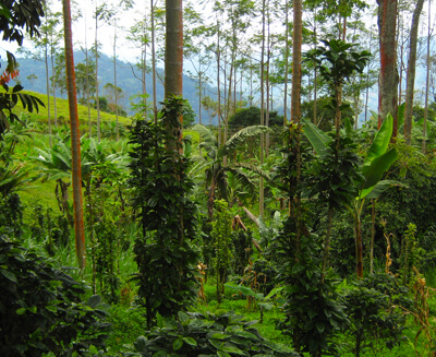 Shade-grown Coffee by Brian Smith