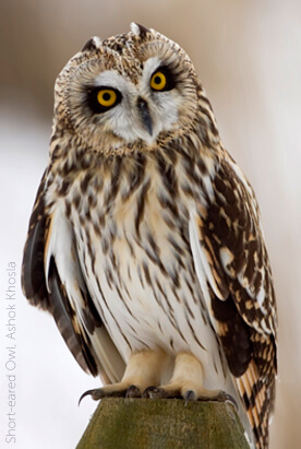 Short-eared Owl by Ashok Khosla