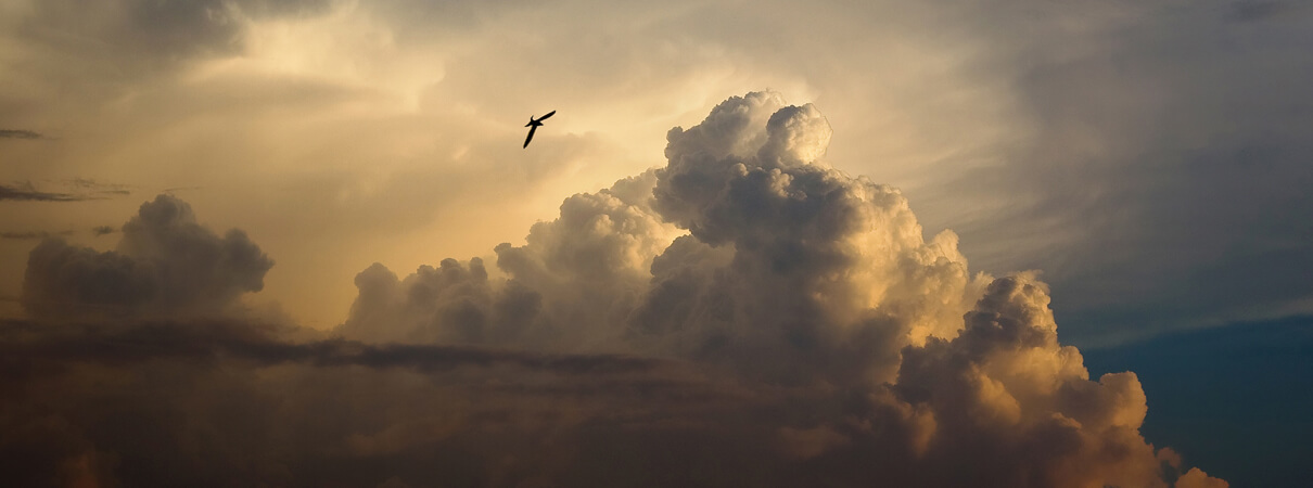 New research is shaping what we know about airspace as vital habitat for birds. Photo by iiphevgeniy/Shutterstock