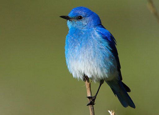 Male Mountain Bluebird