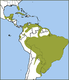 Snail Kite map, NatureServe