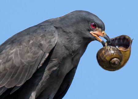 Snail Kite, Andrew W. Allport, Shutterstock