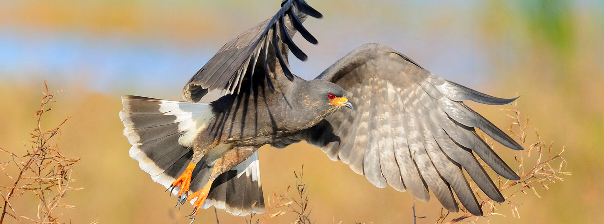 Snail Kite by Rob Stokes, Shutterstock