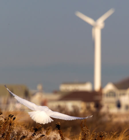 Snowy Owl by David A. Krauss