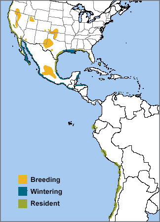 Snowy Plover range map