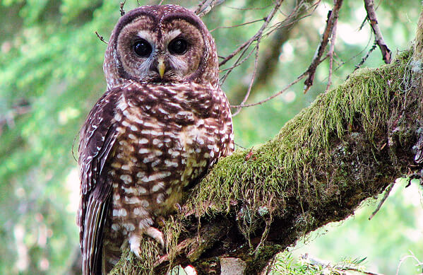 Spotted Owl, Chris Warren